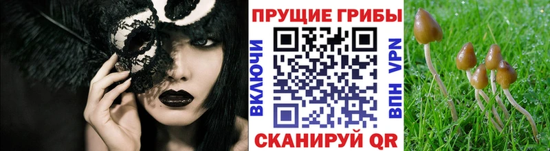 Галлюциногенные грибы GOLDEN TEACHER  Губкинский 